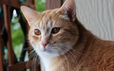 14 gatos fueron envenenados con trozos de mortadela.