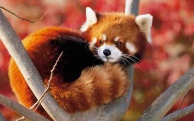 El panda rojo, el pequeño mamífero en peligro de extinción