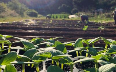 Agricultura Sostenible en Colombia: ¿Es Posible Conservar la Biodiversidad?