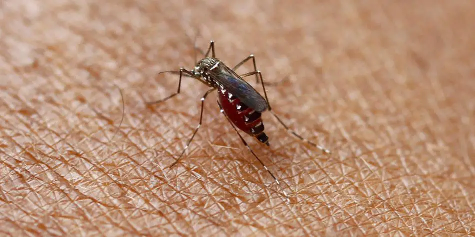 MinSalud advierte aumento de dengue, chikungunya y zika por temporada invernal