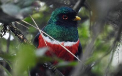 Huila registra 949 especies de fauna en el Macizo Colombiano