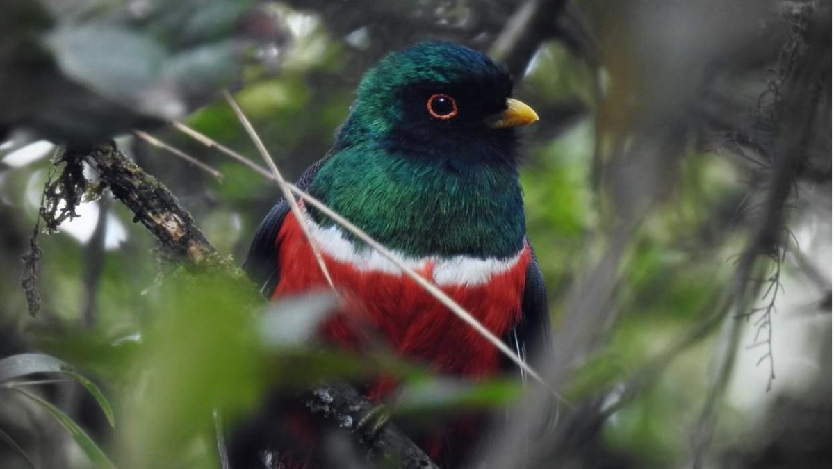 Huila registra 949 especies de fauna en el Macizo Colombiano