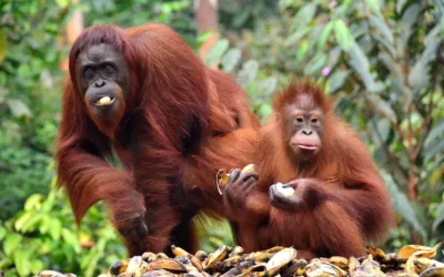 El orangután de Borneo