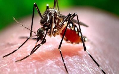 Alarma por aumento de casos de dengue en Colombia en 2024