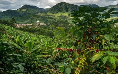 Huila, la cuna del café en Colombia