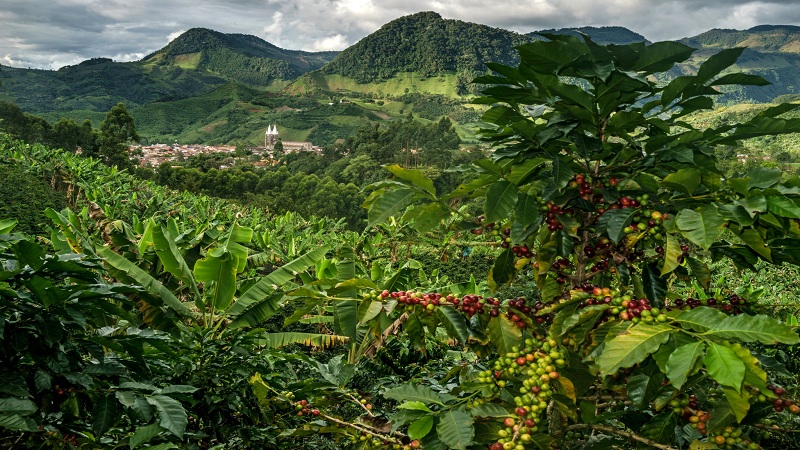 Huila, la cuna del café en Colombia