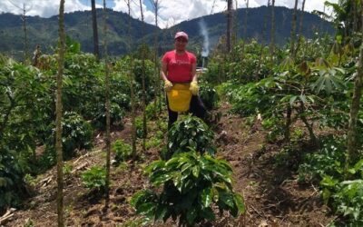 De la tradición a la innovación la revolución de los jóvenes caficultores