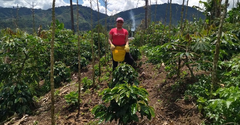 De la tradición a la innovación la revolución de los jóvenes caficultores