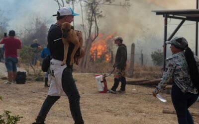 Animales afectados en Palermo: ¿cómo ayudar?