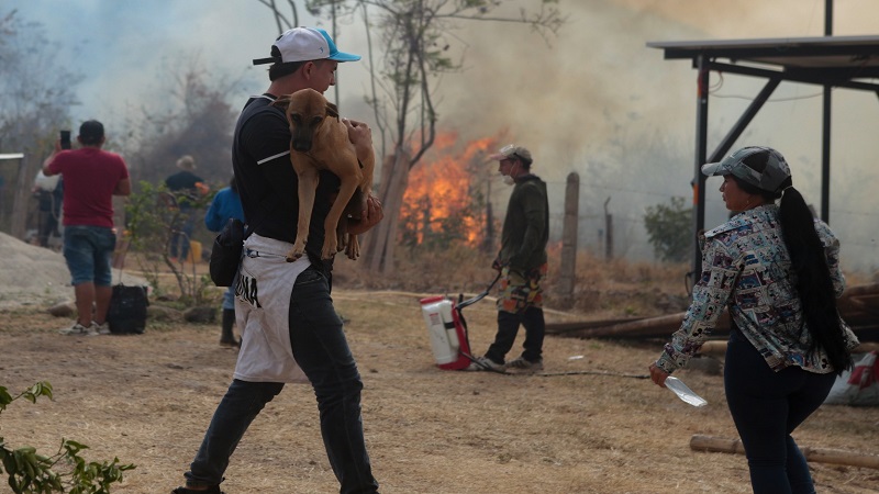 Animales afectados en Palermo: ¿cómo ayudar?