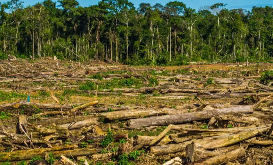 Colombia logró reducir 34 % la tasa de deforestación: Duque