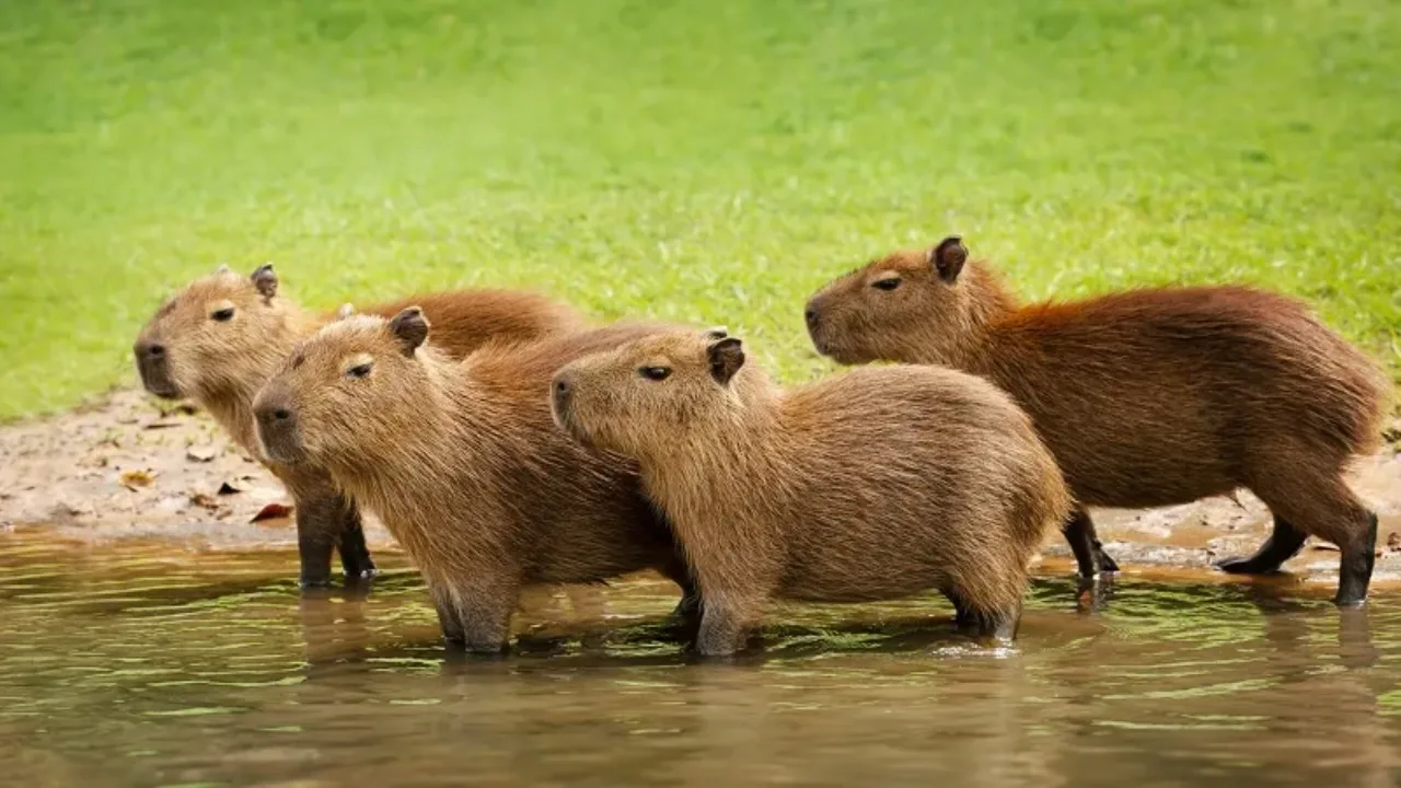 La capibara, el animal más amistoso del mundo