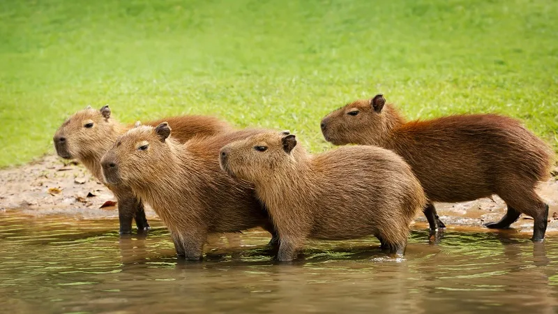 La capibara, el animal más amistoso del mundo