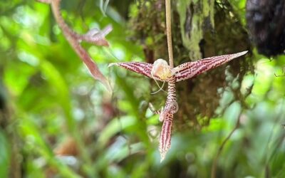 Investigadores encuentran nueva especie de orquídea en el Parque Nacional Puracé