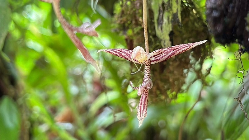 Investigadores encuentran nueva especie de orquídea en el Parque Nacional Puracé