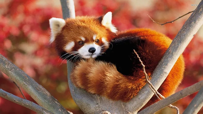 Oso panda rojo en peligro de extinción