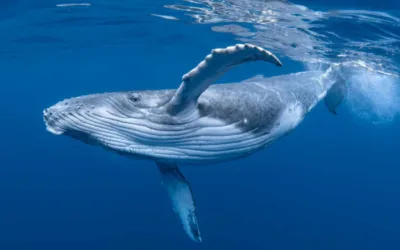 ¿Cuánto tiempo viven las ballenas?