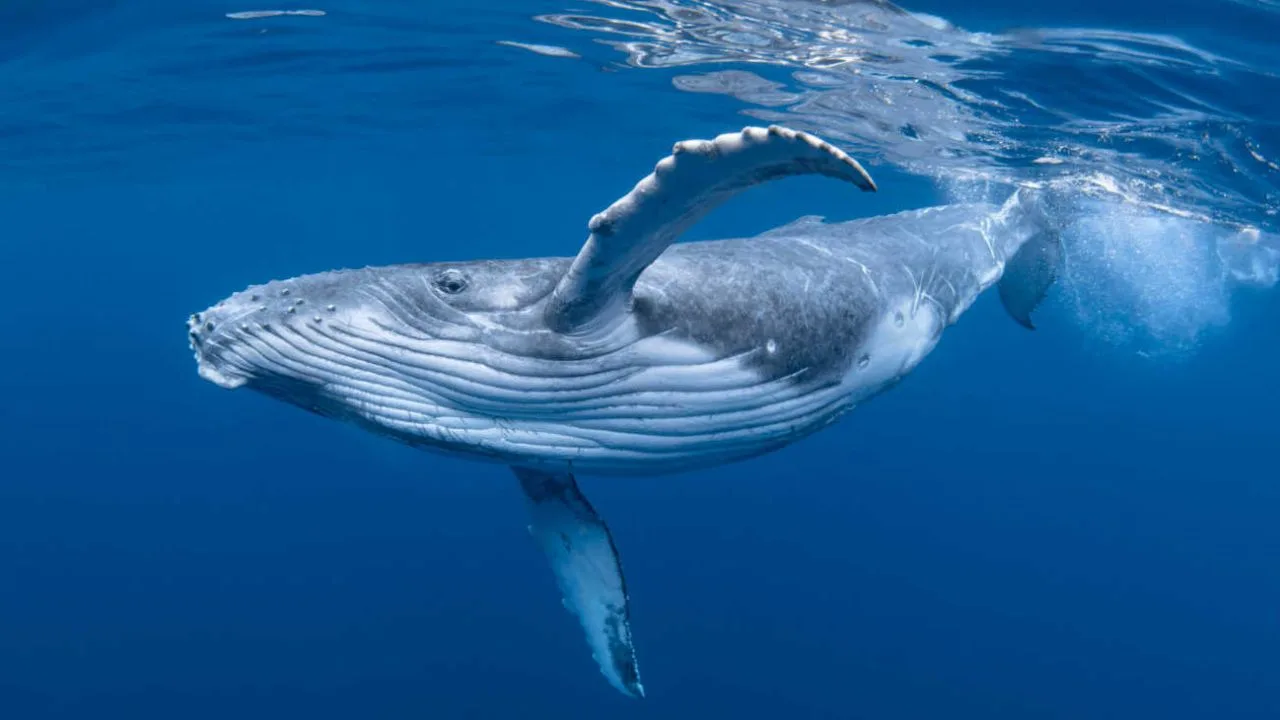 ¿Cuánto tiempo viven las ballenas?