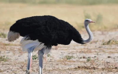 ¿El avestruz mete la cabeza en la tierra?
