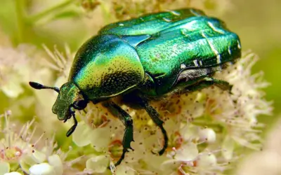 ¿Qué comen los escarabajos?
