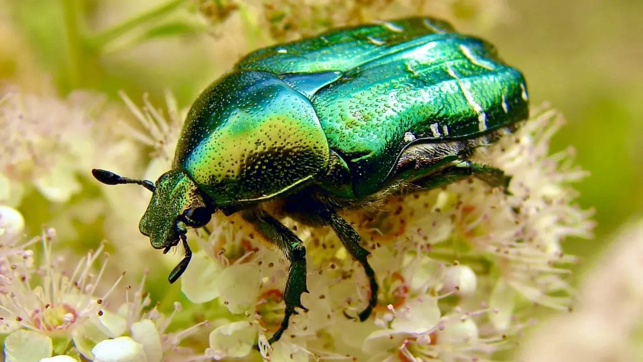 ¿Qué comen los escarabajos?