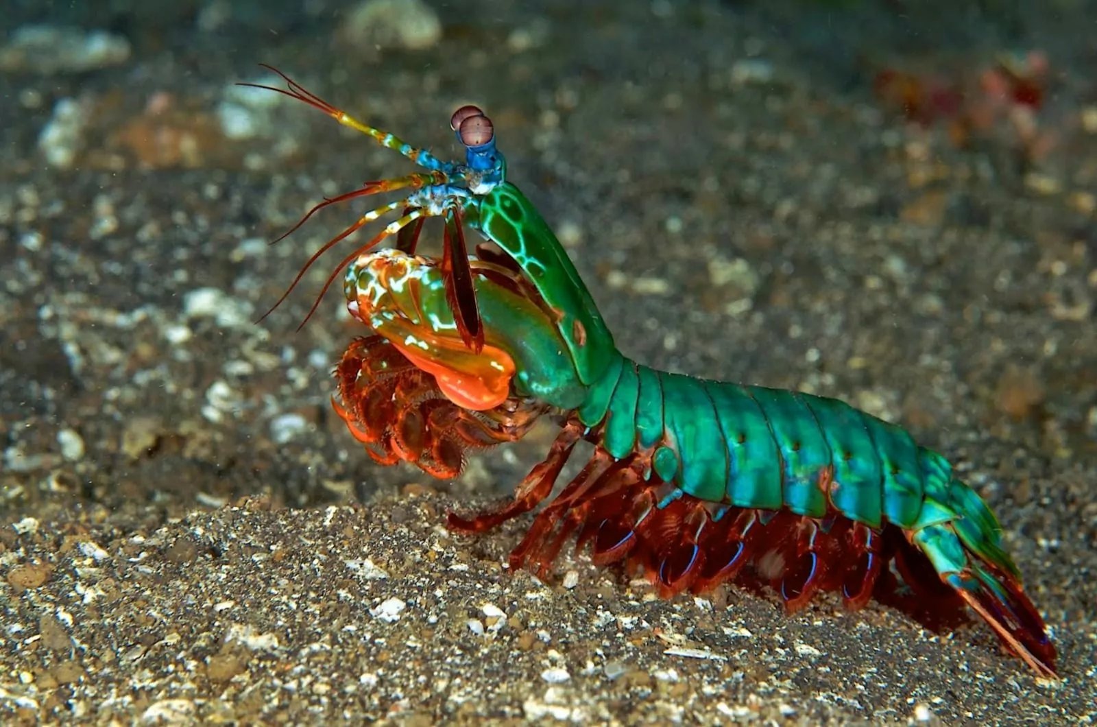 La curiosa visión del camarón mantis