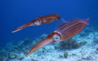 El mimetismo en el calamar