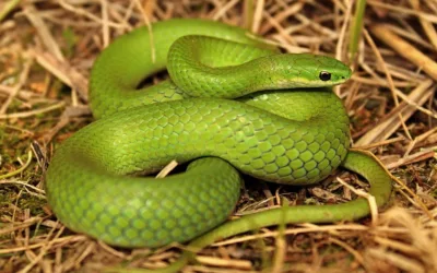 ¿Cómo nacen las serpientes?