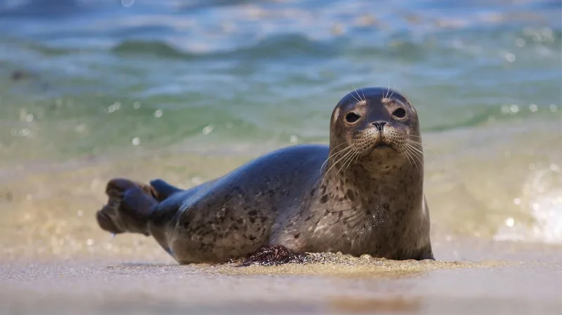 ¿Cuántos tipos de focas existe en Latinoamérica?