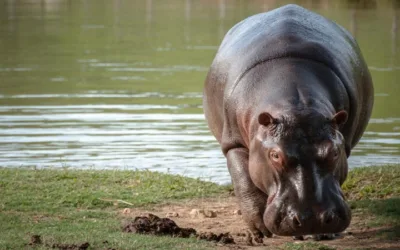 Curiosidades de los hipopótamos