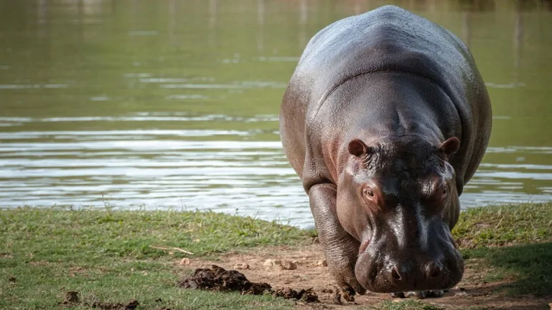 Curiosidades de los hipopótamos