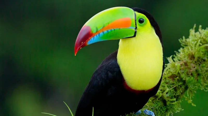 Tucán pico canoa, el ave que extiende sus colores
