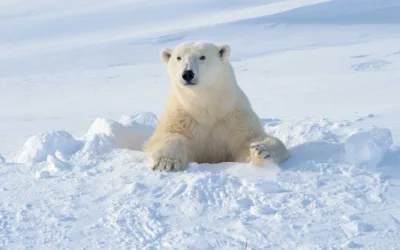 Las patas de los osos polares están diseñadas para jugar y cazar