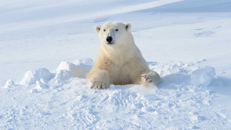 Las patas de los osos polares están diseñadas para jugar y cazar