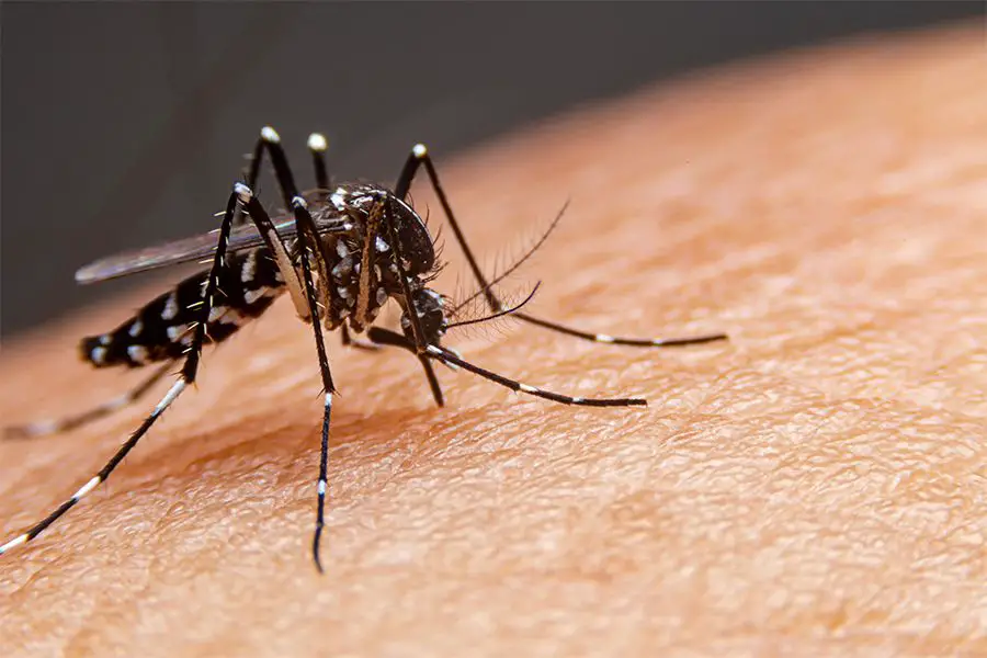 Alerta por aumento de casos de dengue en el país