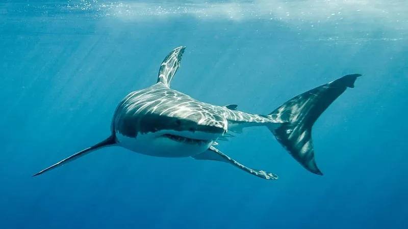 ¿Cuál es el tiburón más peligroso del mundo?