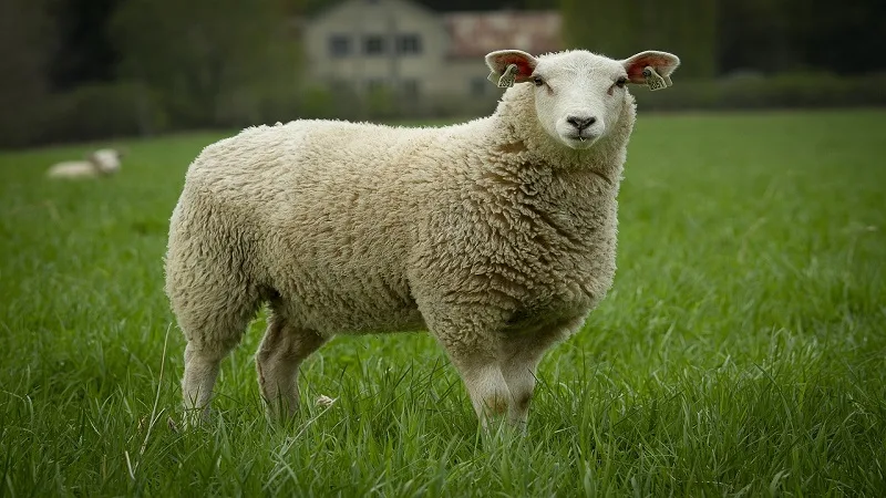 Curiosidades de las ovejas que te sorprenderán