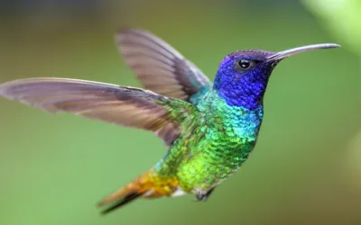 Las colibríes hembras se ‘disfrazan’