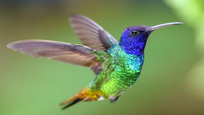 Las colibríes hembras se ‘disfrazan’