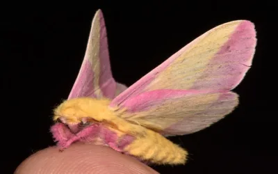 La mariposa rosada del arce