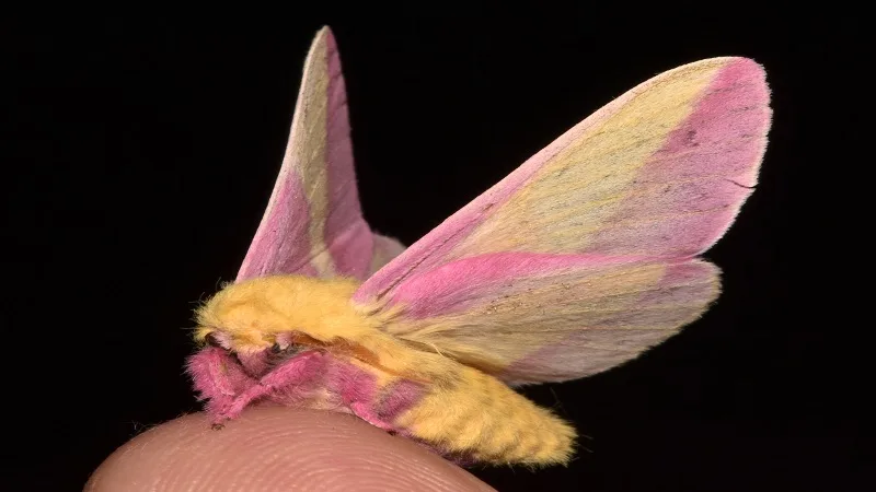 La mariposa rosada del arce