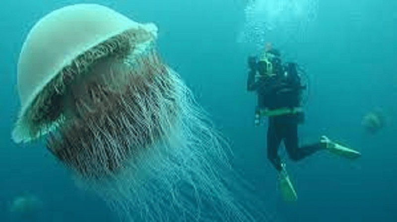 Nemopilema nomurai: conoce a la medusa más pesada de su clase