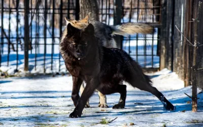 Lobo negro: ¿por qué es tan misterioso?