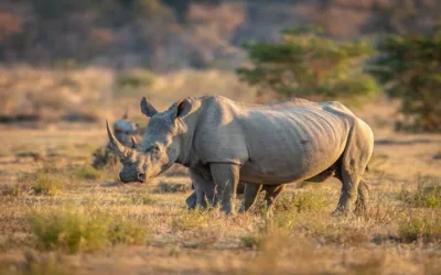 Las 5 especies de rinocerontes
