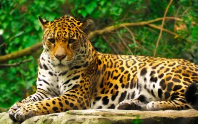 ¿Cuál es la diferencia entre el jaguar y el leopardo?