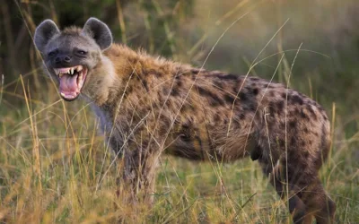 Las hienas y sus caracteristicas
