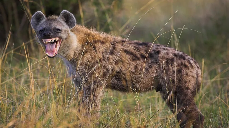 Las hienas y sus caracteristicas
