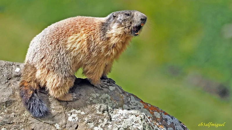Conoce los hábitos de la marmota alpina