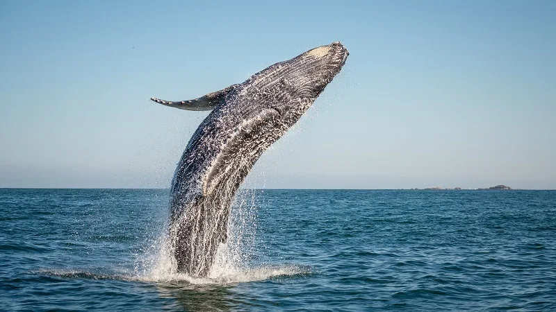 Causas de la desaparición de la ballena franca glacial