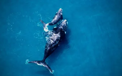 Causas de la desaparición de la ballena franca